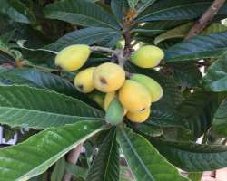 It will be exciting to see trees and plants belonging to the different regions in one place and not only they are growing, but they are also giving fr